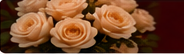 Peach bridal roses