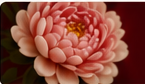 Soft pink floral accent